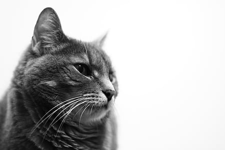 selective focus photography of gray cat thumbnail