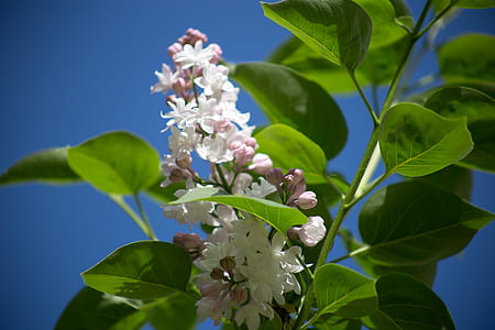 White and Pink Petal Flower thumbnail