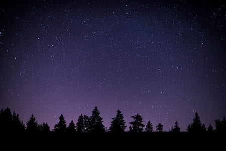 silhouette photography of forest during nighttime thumbnail
