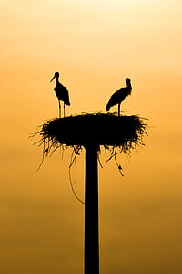 two silhouette of bird standing on the nest thumbnail