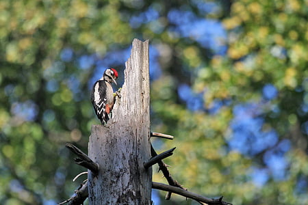 gray and black woodpecker on tree at daytime thumbnail