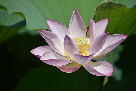 white and purple petaled flower thumbnail