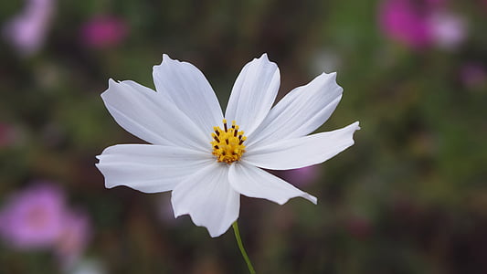 close-up photo of white petaled flower thumbnail