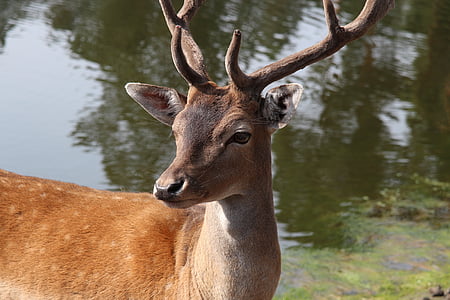closeup photo of deer thumbnail