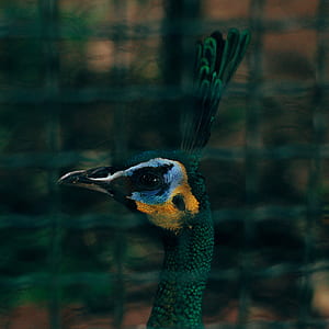 Closeup Photography of Peafowl thumbnail