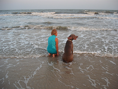 adult chocolate Labrador retriever sitting near the woman on the seashore thumbnail