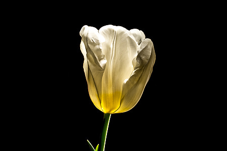 unbloomed white tulip thumbnail