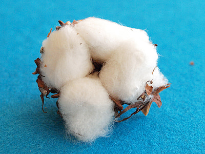 white and brown plant thumbnail