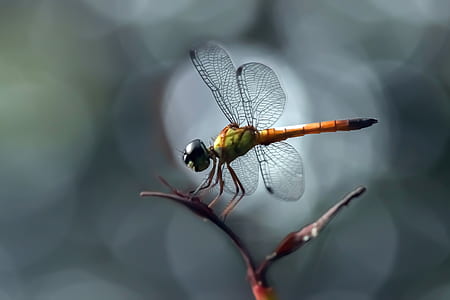 orange and green dragonfly perching on plant in selective-focus photography thumbnail