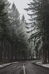 gray curve road in between pine trees during winter thumbnail