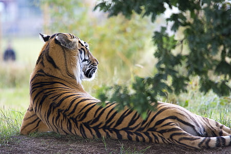 Bengal tiger lying on ground during daytime thumbnail
