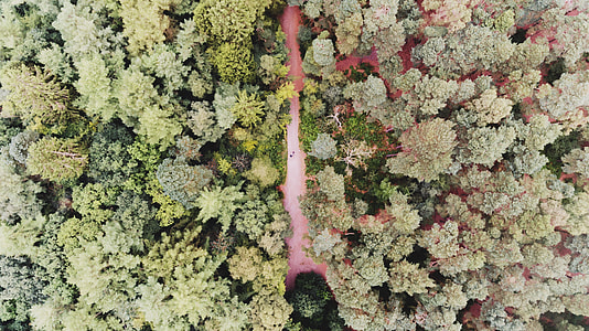 aerial photography of green leaf trees during daytime thumbnail