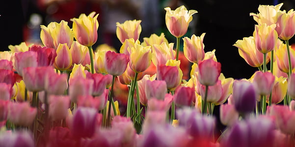 assorted-color of tulips thumbnail