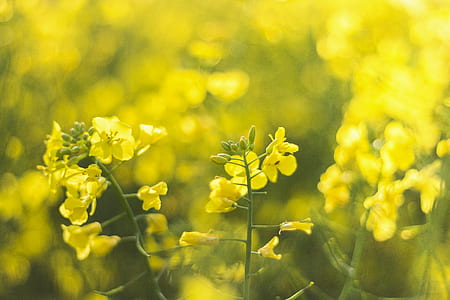 Selective-focus Photography of Yellow Petaled Flowers thumbnail