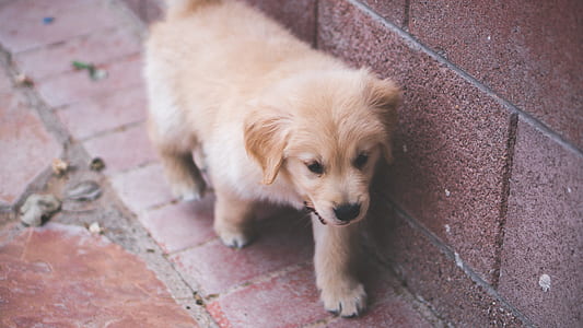 golden retriever puppy walking beside wall thumbnail