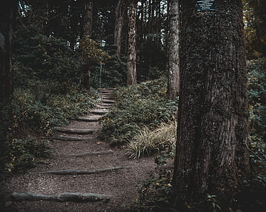 pathway between tall trees at daytime thumbnail