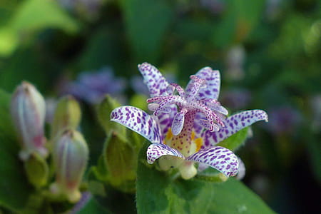 Toad lily is a shade loving perennial plant with orchid-like flowers that come into bloom in late summer-early fall. thumbnail