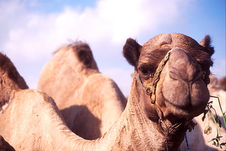 closeup photo of camel's face thumbnail
