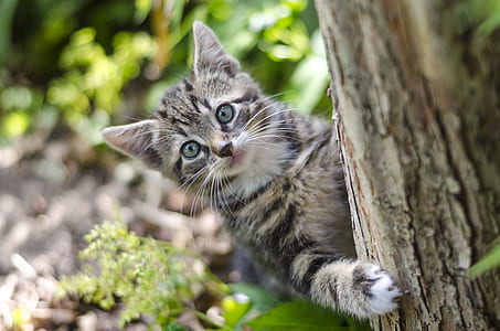 silver tabby kitten on tree thumbnail