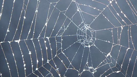 close up photography of web with morning dew at daytime thumbnail