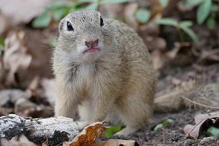 gray and brown squirrel on ground surrounded by dried leaves thumbnail