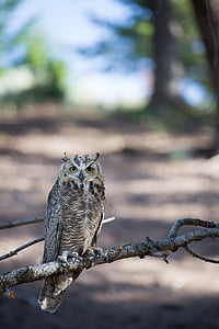 selective focus photo of brown owl perching on branch thumbnail
