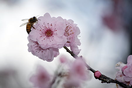 white and pink flowers thumbnail