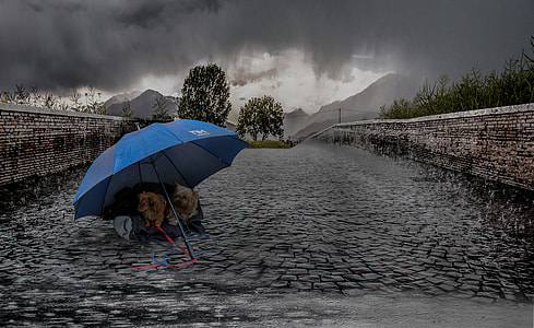 two brown puppies under blue umbrella on bricks pathway under gray sky thumbnail