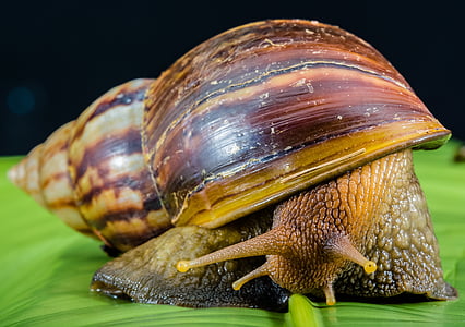brown snail on green leaf thumbnail