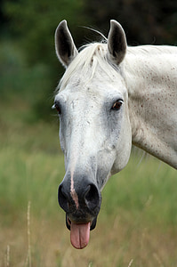 white horse thumbnail