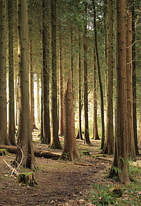 forest with trees thumbnail