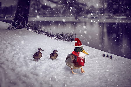 duck wearing Santa hat thumbnail