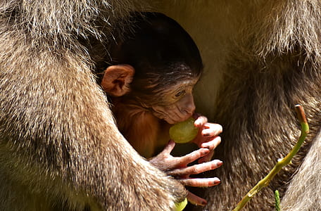gray monkey thumbnail