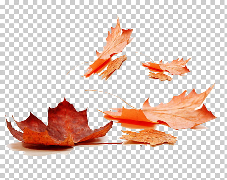 Red Leaves Png Cliparts For Free Download Uihere