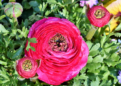 three pink petaled flower closeup photo thumbnail