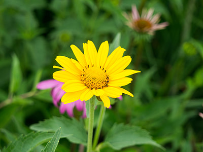 selective focus photography of yellow petaled flowers thumbnail