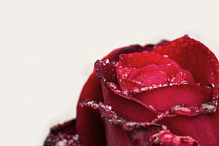red rose macro photography thumbnail