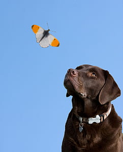 adult chocolate Labrador retriever thumbnail