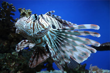 white and gray angelfish thumbnail