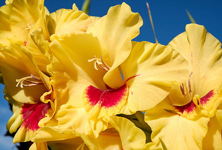 yellow and red petaled flowers thumbnail