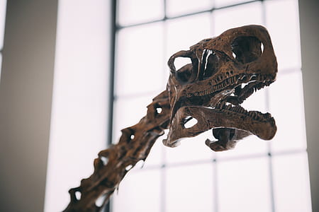 brown animal skeleton near window thumbnail