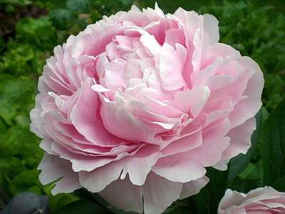 closeup photo of pink petaled flower thumbnail
