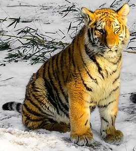 Tiger sitting on ice-covered road thumbnail