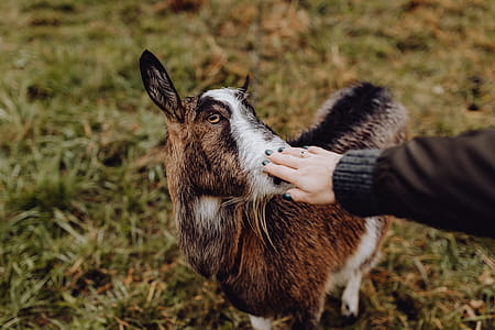 A cute brown goat on pasture thumbnail