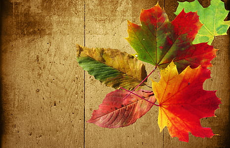 red, green, yellow, and pink leaf graphics wallpaper thumbnail