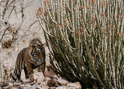 tiger standing beside cacti during daytime thumbnail