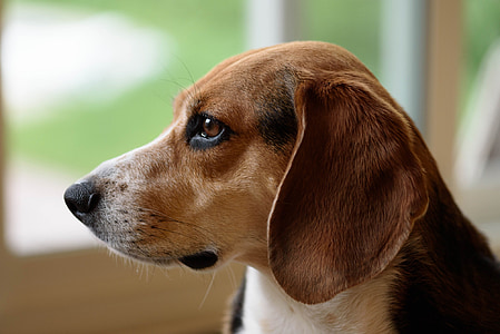 selective focus photo of adult black, tan, and white beagle thumbnail