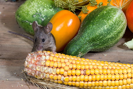 mouse eating corn near vegetables thumbnail