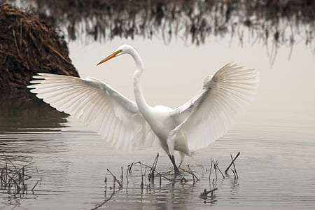 great egret on water during daytime thumbnail