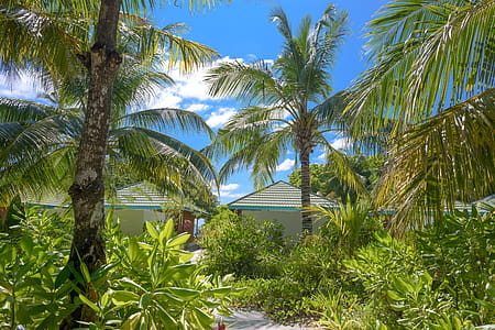 Photo of Palm Trees Near Houses thumbnail